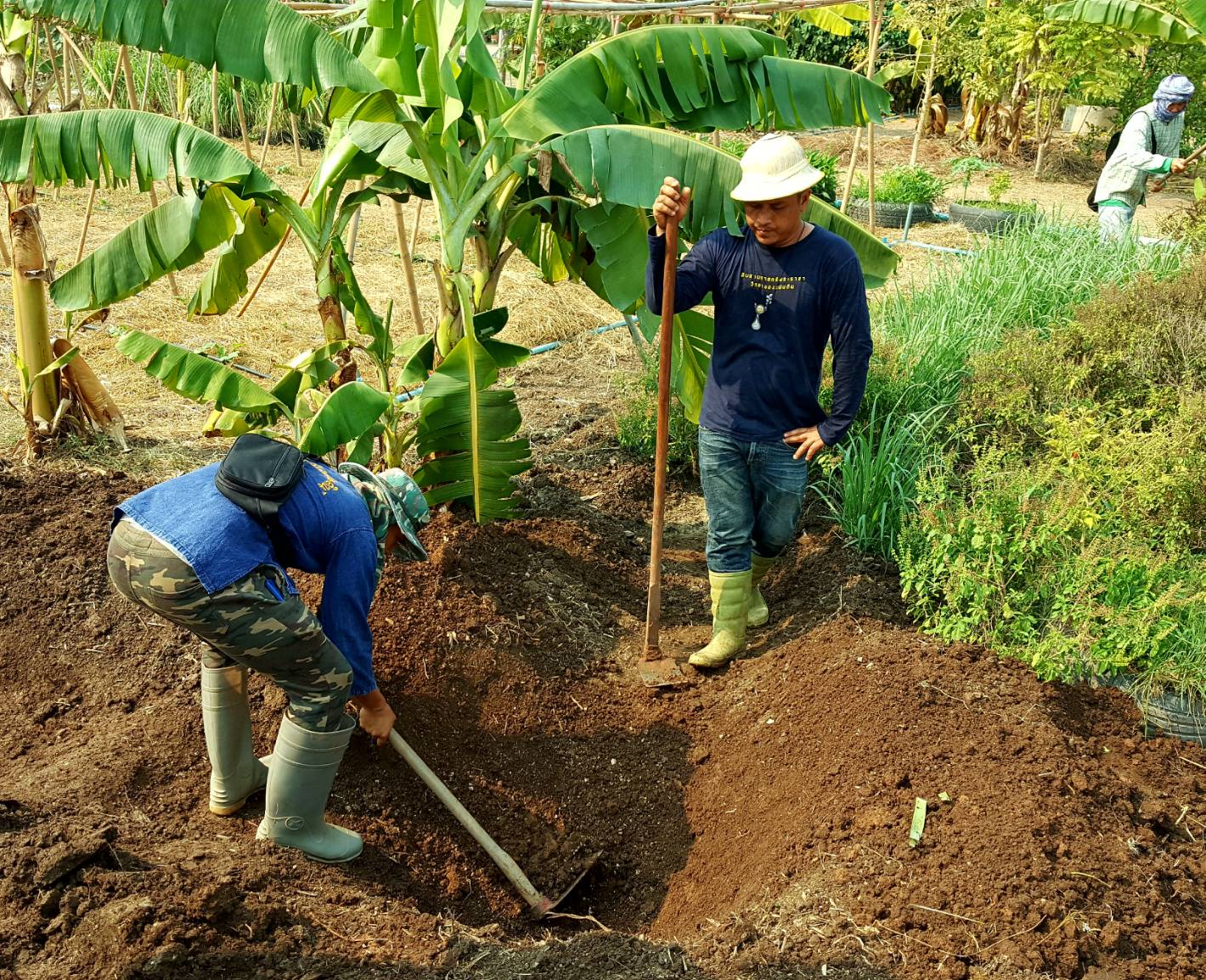 ??@จังหวัดราชบุรี>>>พช.ราชบุรี รวมพลังเอามื้อสามัคคี สร้างวิถีโคก หนอง นา โมเดล ภายใต้แนวคิด “หิ้วปิ่นโตไปเอามื้อ ถือจอบเสียมไปพลิกฟื้นแผ่นดิน”