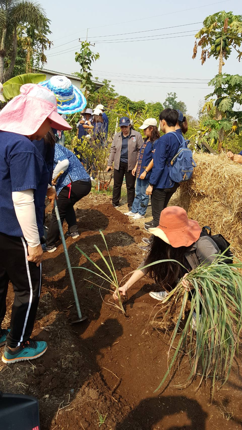 ??@จังหวัดราชบุรี>>>พช.ราชบุรี รวมพลังเอามื้อสามัคคี สร้างวิถีโคก หนอง นา โมเดล ภายใต้แนวคิด “หิ้วปิ่นโตไปเอามื้อ ถือจอบเสียมไปพลิกฟื้นแผ่นดิน”