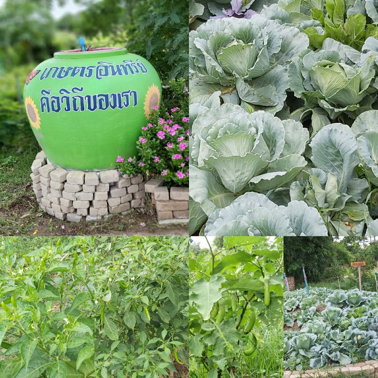 ? พช.ราชบุรี เยี่ยมชมให้กำลังใจ หมู่บ้านเศรษฐกิจพอเพียงต้นแบบ และการปลูกผักสวนครัว เพื่อสร้างความมั่นคงทางอาหารในช่วงสถานการณ์กาแพร่ระบาดของโควิด 19 ระลอกใหม่