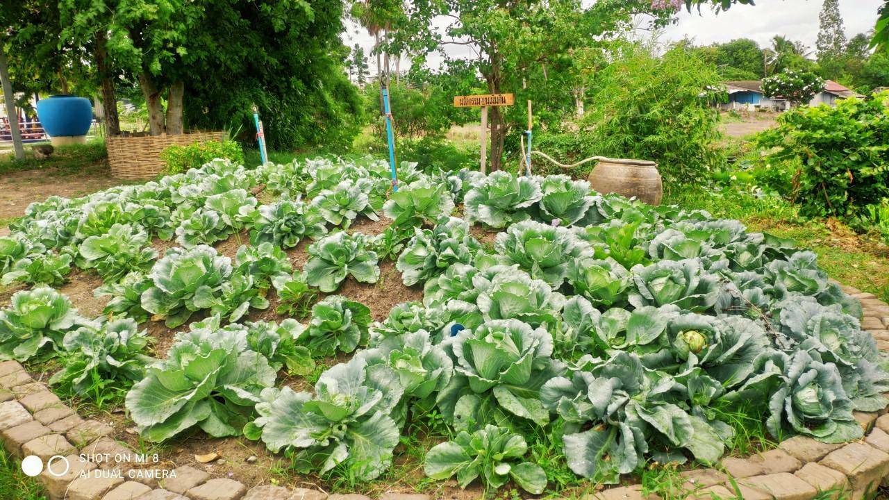 ? พช.ราชบุรี เยี่ยมชมให้กำลังใจ หมู่บ้านเศรษฐกิจพอเพียงต้นแบบ และการปลูกผักสวนครัว เพื่อสร้างความมั่นคงทางอาหารในช่วงสถานการณ์กาแพร่ระบาดของโควิด 19 ระลอกใหม่