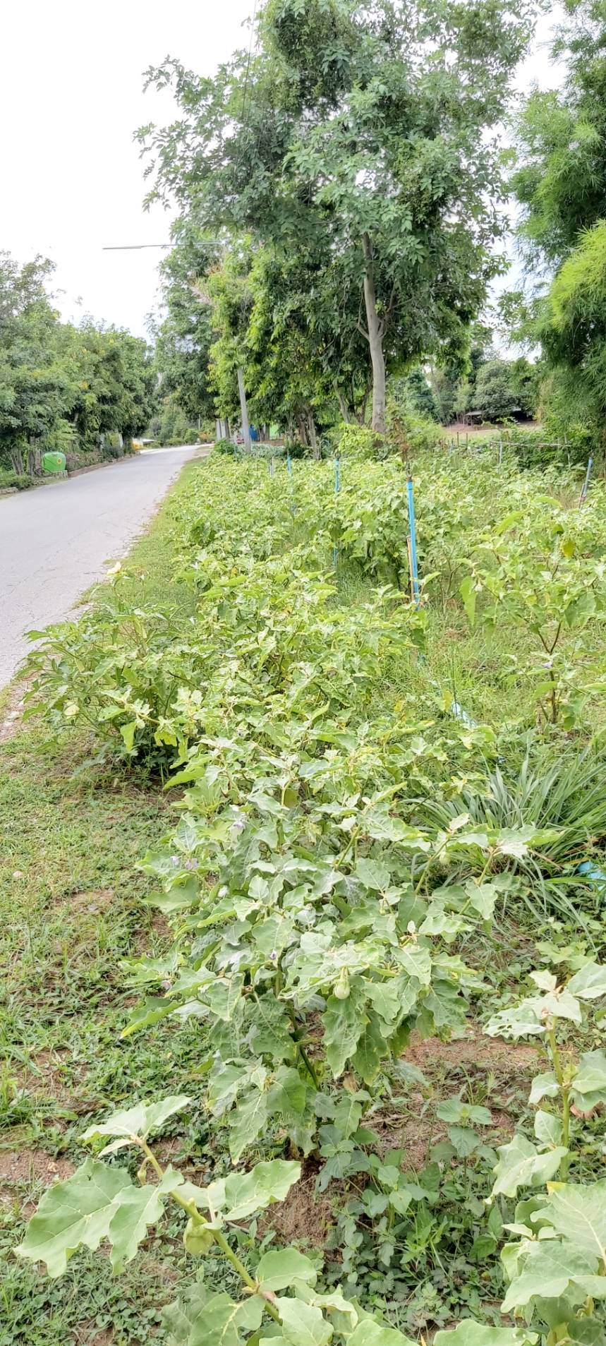 ? พช.ราชบุรี เยี่ยมชมให้กำลังใจ หมู่บ้านเศรษฐกิจพอเพียงต้นแบบ และการปลูกผักสวนครัว เพื่อสร้างความมั่นคงทางอาหารในช่วงสถานการณ์กาแพร่ระบาดของโควิด 19 ระลอกใหม่