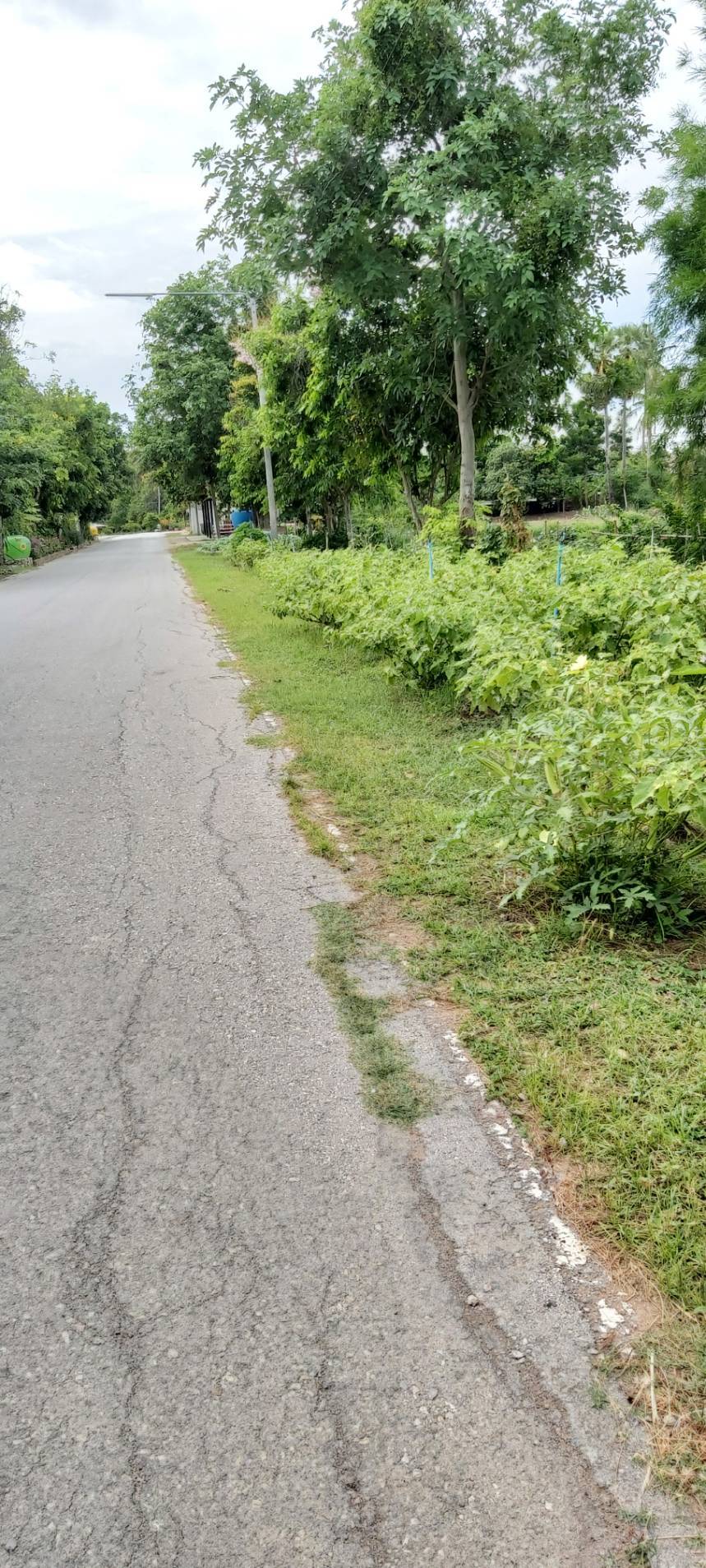 ? พช.ราชบุรี เยี่ยมชมให้กำลังใจ หมู่บ้านเศรษฐกิจพอเพียงต้นแบบ และการปลูกผักสวนครัว เพื่อสร้างความมั่นคงทางอาหารในช่วงสถานการณ์กาแพร่ระบาดของโควิด 19 ระลอกใหม่