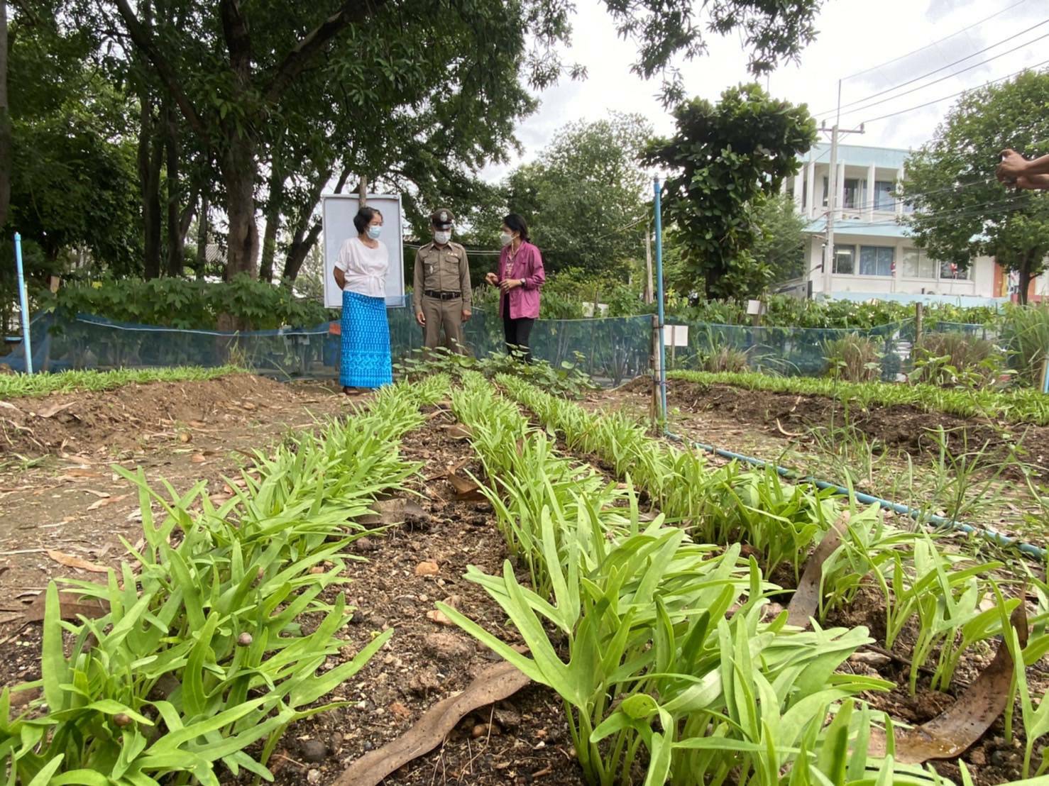 ? พช.ราชบุรี เยี่ยมชมแปลงผัก บุคคลต้นแบบและเชิดชูเกียรติการขับเคลื่อนแผนปฏิบัติการ๙๐วัน” ปลูกผักสวนครัว โรงพักตำรวจ