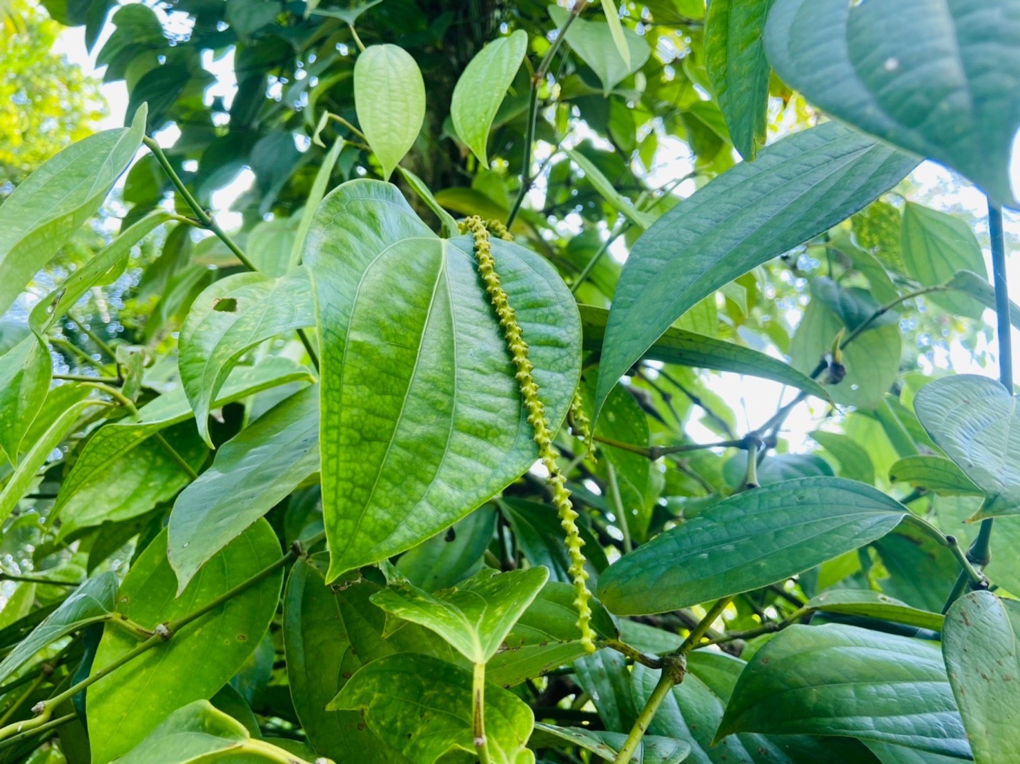 ? ข่าวประชาสัมพันธ์สำนักงานพัฒนาชุมชนอำเภอสวนผึ้ง