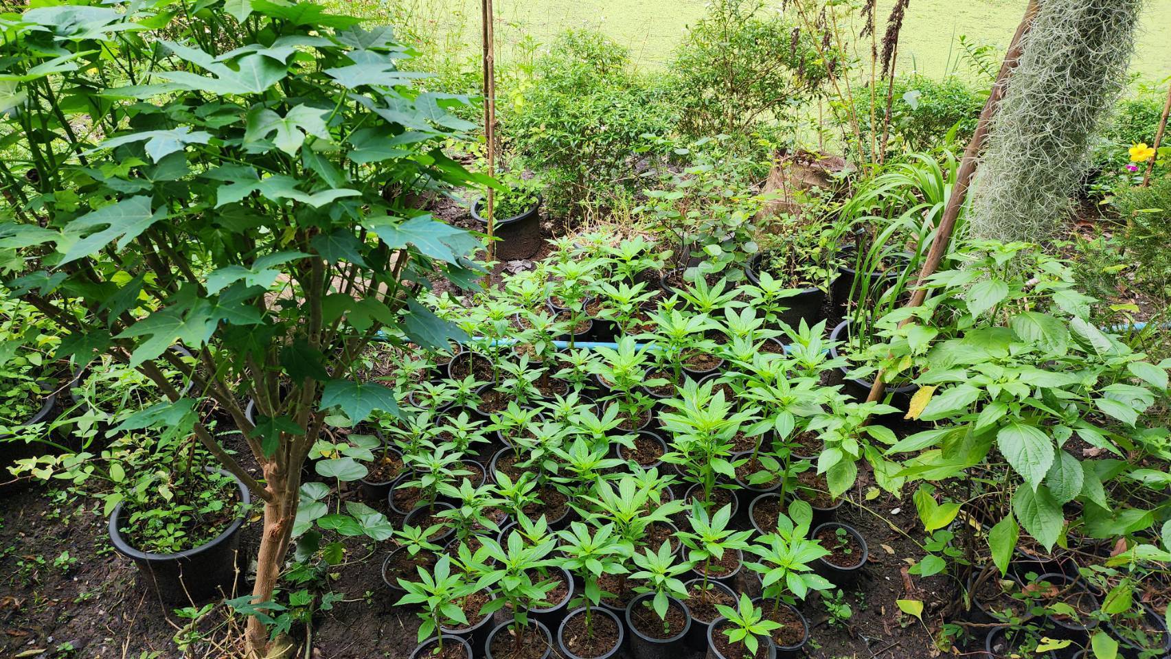 ?พช.ราชบุรี ลงพื้นที่ เยี่ยมชมการดำเนินงานศูนย์เรียนรู้ โคก หนอง นา พัฒนาชุมชน ในพื้นที่อำเภอดำเนินสะดวก จังหวัดราชบุรี