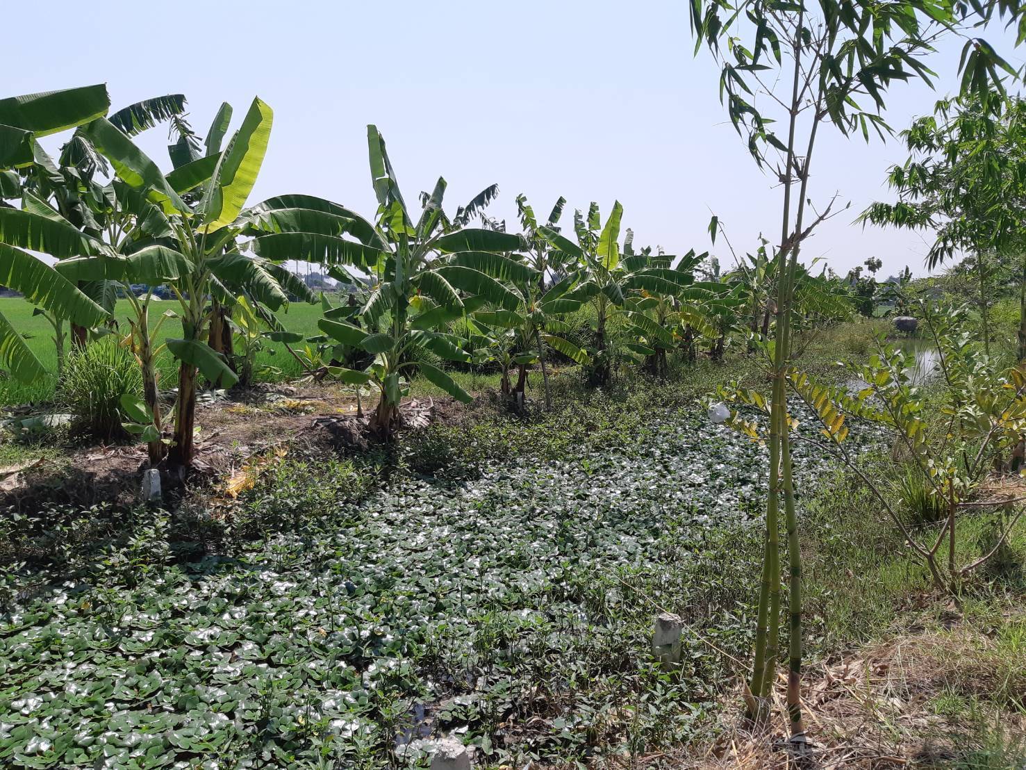 ?พช.ราชบุรี ลงพื้นที่ ติดตามผลการดำเนินงานศูนย์เรียนรู้ โคก หนอง นา พัฒนาชุมชน ในพื้นที่อำเภอบ้านโป่ง จังหวัดราชบุรี