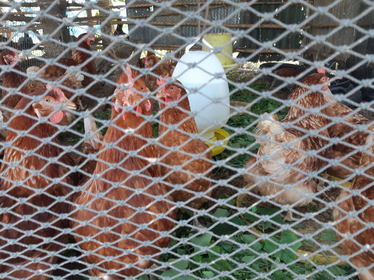 ?พช.ราชบุรี ลงพื้นที่ ติดตามผลการดำเนินงานศูนย์เรียนรู้ โคก หนอง นา พัฒนาชุมชน ในพื้นที่อำเภอบ้านโป่ง จังหวัดราชบุรี