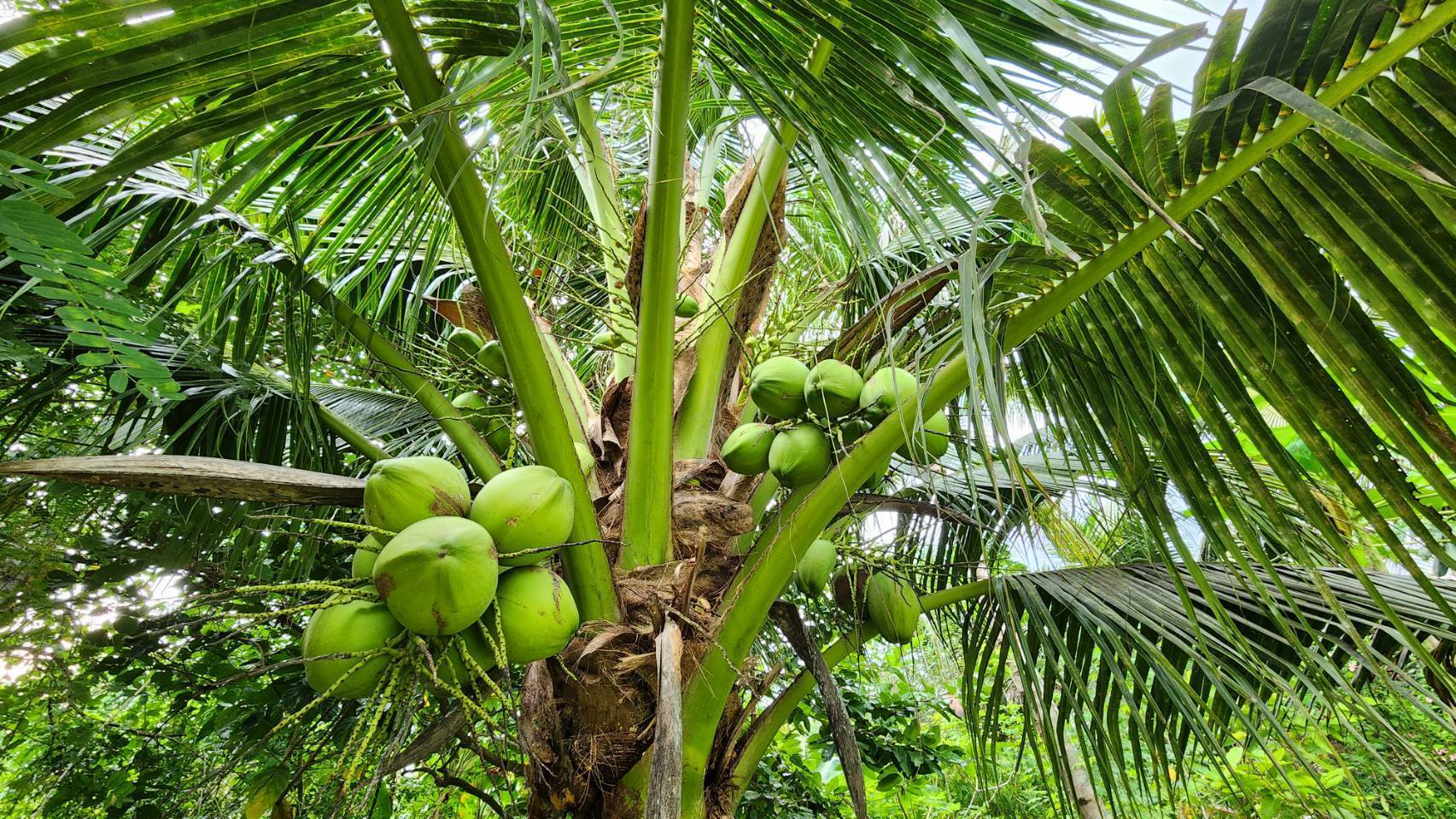 ?พช.ราชบุรี ลงพื้นที่ เยี่ยมชมการดำเนินงานศูนย์เรียนรู้ โคก หนอง นา พัฒนาชุมชน ในพื้นที่อำเภอดำเนินสะดวก จังหวัดราชบุรี