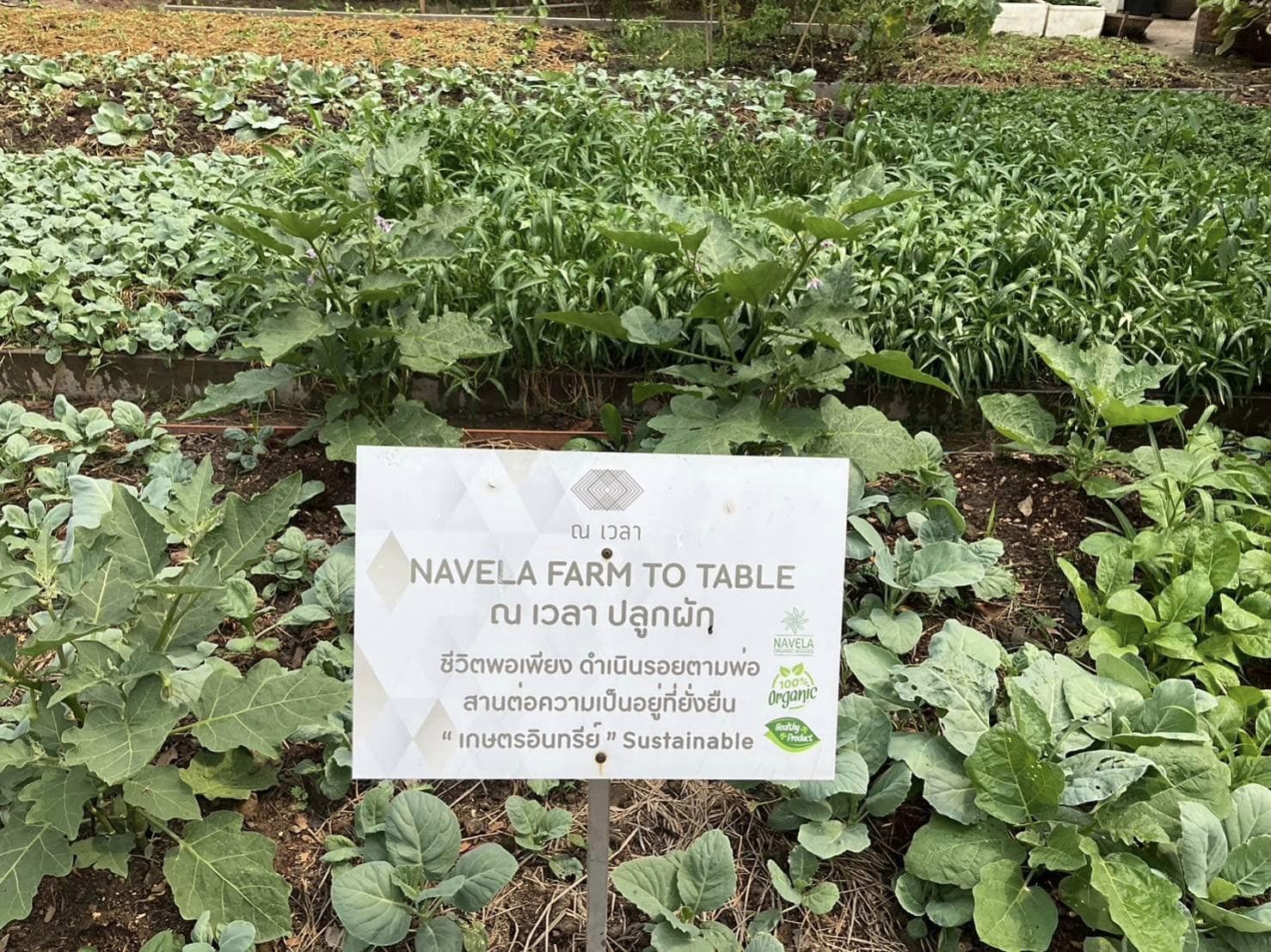 📣 ประธานชมรมแม่บ้านพัฒนาชุมชน จับมือ ประธานชมรมแม่บ้านมหาดไทยจังหวัดราชบุรี ขยายผลการน้อมนำแนวพระราชดำริของสมเด็จพระกนิษฐาธิราชเจ้า กรมสมเด็จพระเทพรัตนราชสุดาฯ สยามบรมราชกุมารี ขับเคลื่อนโครงการสร้างความมั่นคงทางอาหาร “บ้านนี้มีรัก ปลูกผักกินเอง”ขยายผลอาหารปลอดภัยจากบ้านสู่โรงแรม