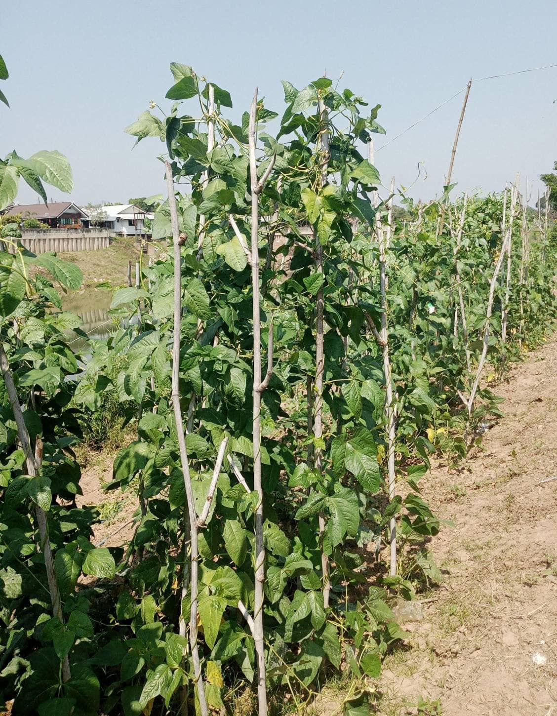 📣 มมท. ราชบุรี เข้าร่วมโครงการสัมมนาและศึกษาดูงานเพื่อเพิ่มประสิทธิภาพในการปฏิบัติงาน ตามพระดำริฯ ต่อยอดกิจกรรมบ้านนี้มีรัก ปลูกผักกินเอง และ ทางนี้มีผลผู้คนรักกัน ณ.จังหวัดน่าน