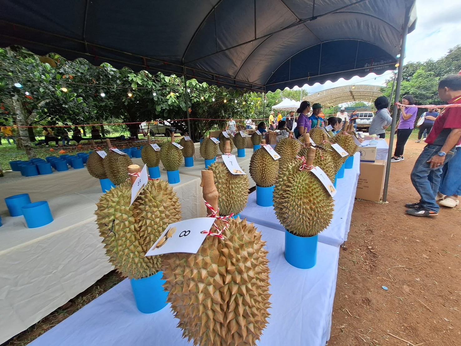 📣 พช.ราชบุรี เข้าร่วมงานประชาสัมพันธ์ทุเรียนตะนาวศรีของดีจังหวัดราชบุรี